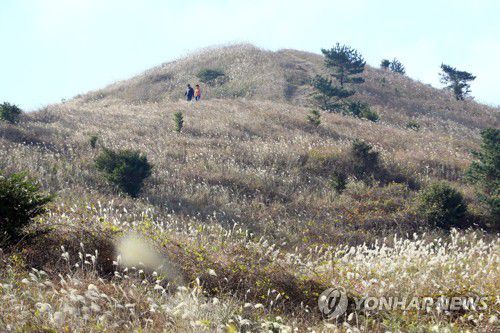 가을 따라비오름[연합뉴스 자료사진]