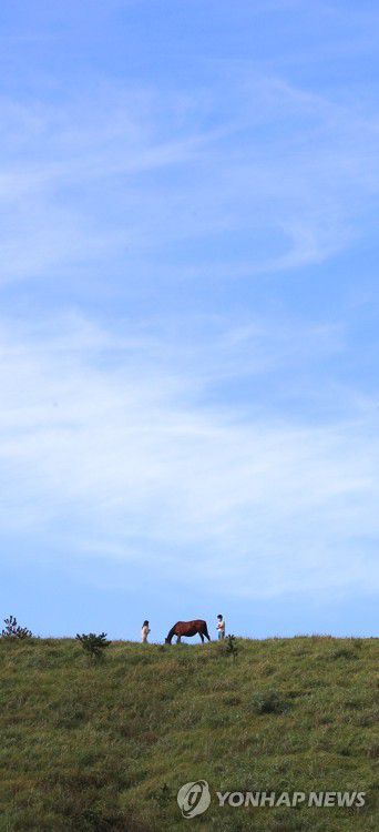 용눈이오름의 가을[연합뉴스 자료사진]