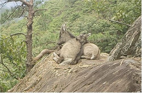 재작년 10월 9일 속리산국립공원 고지대 바위 위에서 산양과 새끼 산양이 쉬는 모습. [국립공원공단 제공. 재판매 및 DB 금지]