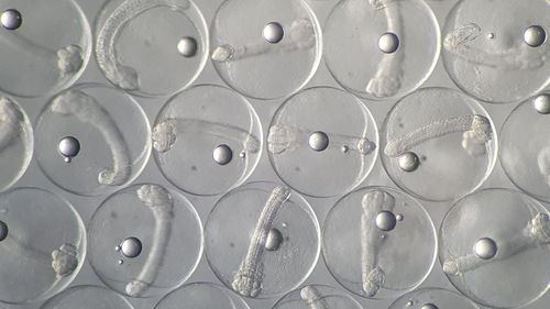 광어 수정란[제주도 해양수산연구원 제공. 재판매 및 DB 금지