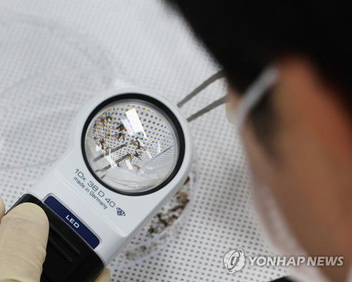 모기 분류하는 연구원들[연합뉴스 자료사진]