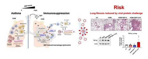 알레르기 인자와 미세먼지에 동시 노출됐을 때의 폐질환 위험성[국가독성과학연구소 제공. 재판매 및 DB 금지]