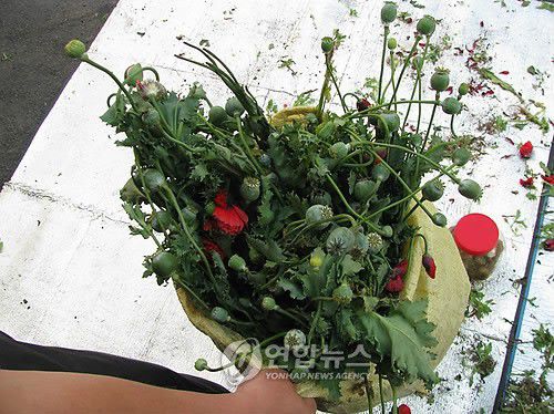 압수된 양귀비꽃[연합뉴스 자료 사진]