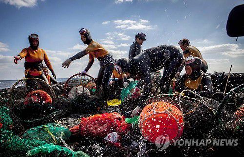 제주 온평리에서 작업하는 해녀들[연합뉴스 자료사진]