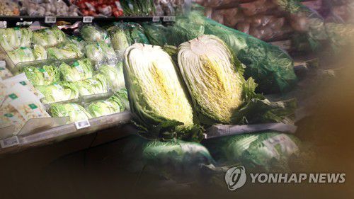 김장 배추[연합뉴스 자료사진]