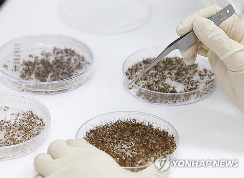 모기 분류 작업[연합뉴스 자료사진]