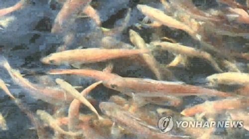 명태 치어[연합뉴스TV 제공]