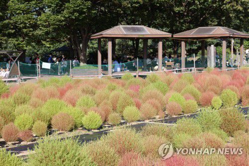 하늘공원의 핑크뮬리 [사진/백승렬 기자]