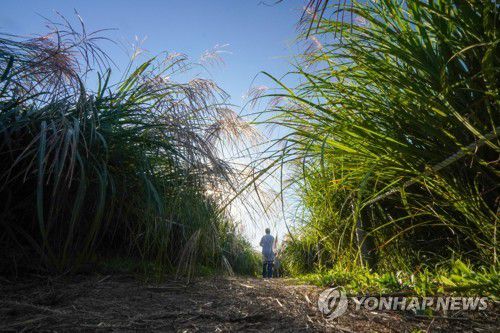 하늘공원 억새밭 산책로 [사진/백승렬 기자]