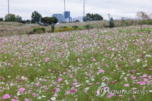 하늘공원에 활짝 핀 코스모스 [사진/백승렬 기자]