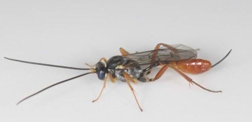 유럽에 유입된 맵시벌[CABI 제공. 재판매 및 DB 금지]