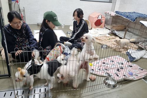 고령견과 놀아주는 자원봉사자들 [촬영 박주영]