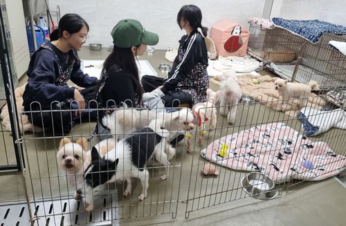 사랑방의 고령견들[촬영 박주영]