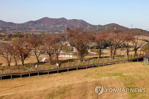 서산 한우목장길 벚나무길 [사진/백승렬 기자]