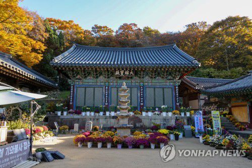 국화로 장식된 서산 개심사 [사진/백승렬 기자]