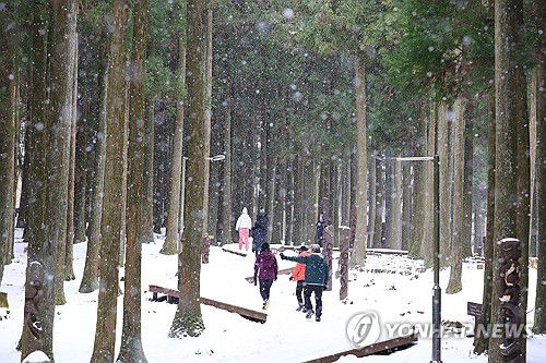 눈 내리는 숲길 걷기(제주=연합뉴스) 전지혜 기자 = 12일 제주시 봉개동 절물자연휴양림을 찾은 탐방객들이 눈 내리는 삼나무 숲길을 걷고 있다. 2025.1.12 atoz@yna.co.kr [연합뉴스 자료사진]