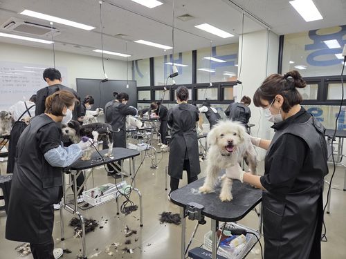 긴급구조된 개들이 애견미용을 받는 모습[노원구 제공. 재판매 및 DB 금지]