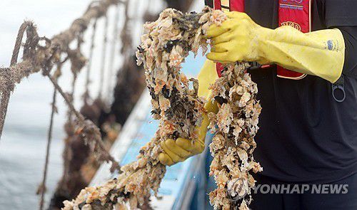 지난해 고수온에 녹아내린 멍게[연합뉴스 자료사진]