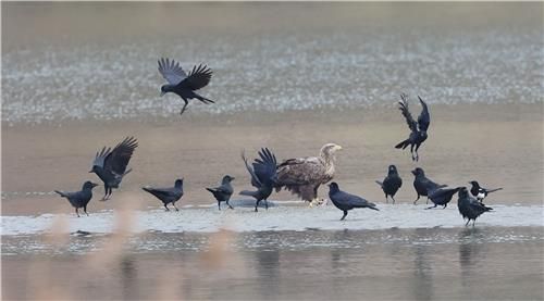 먹이 사냥에 성공한 흰꼬리수리 주변으로 날아드는 까마귀와 까치들[촬영 유형재]