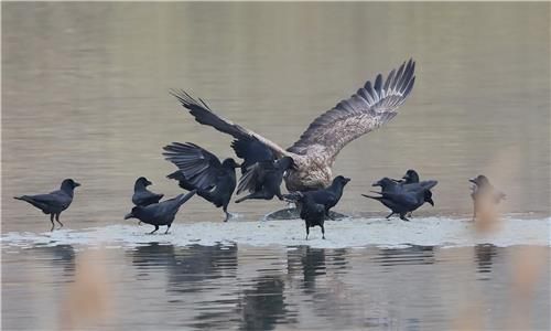 먹이를 빼앗고자 흰꼬리수리 공격하는 까마귀들[촬영 유형재]