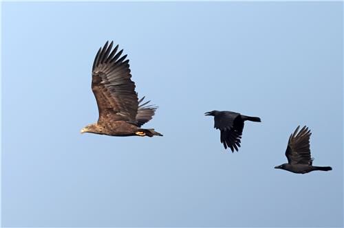 먹이터로 돌아가는 흰꼬리수리를 쫓는 까마귀[촬영 유형재]