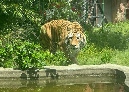 광주 우치공원에 구조된 '호광이'[광주시 제공. 재판매 및 DB 금지]