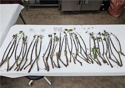 중국산 사과 묘목[검역본부 제공]