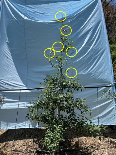 산불 열상 피해 사과나무 가지[경북도농업기술원 제공. 재판매 및 DB 금지]