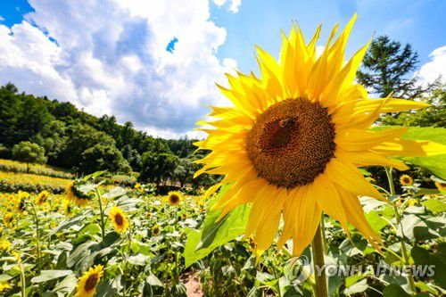 태백 구와우마을 해바라기태백 구와우마을 해바라기     (태백=연합뉴스) 임헌정 기자 = 28일 강원 태백시 황지동 구와우마을의 해바라기. 2025.7.28 kane@yna.co.kr