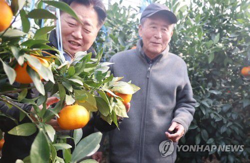 제주 레드향 살펴보는 오영훈 제주지사(왼쪽)[촬영 고성식]