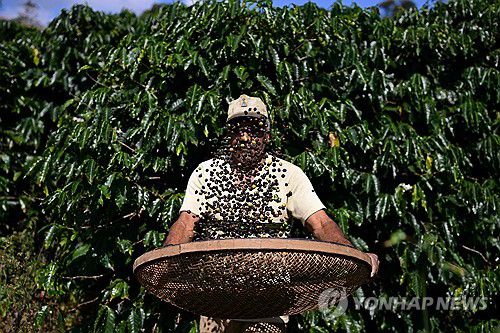 브라질 농가의 커피 수확[AFP 연합뉴스 자료사진. 재판매 및 DB금지]
