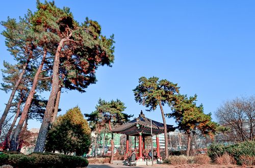 장충단공원의 소나무와 장충정 [사진/정동헌 기자]