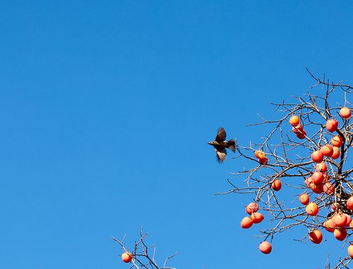텃새 직박구리가 홍시를 쪼아 먹고 비행을 하고 있다. [사진/정동헌 기자]