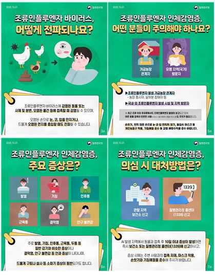 조류인플루엔자 카드뉴스[원주시 제공.재판매 및 DB 금지]