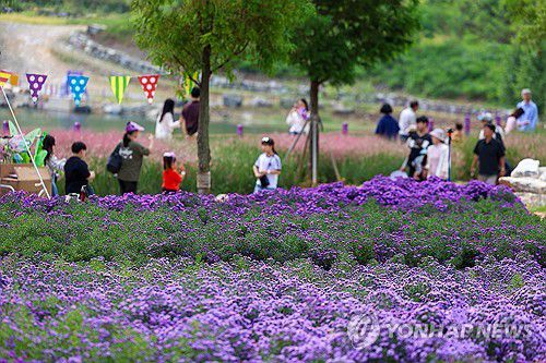 보랏빛 가을…동해 무릉별유천지 [연합뉴스 자료사진]