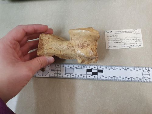 거대 캥거루 프로콥토돈 골리아 발꿈치뼈현재까지 알려진 가장 큰 캥거루 종으로 홍적세에 살았던 멸종 캥거루 프로콥토돈 골리아(Procoptodon goliah)의 발뒤꿈치뼈. [Pat Holroyd, UCMP 제공. 재판매 및 DB 금지]