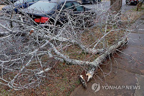 25일 조지아 애틀랜타 시티에서 쓰러진 나무[EPA=연합뉴스. 재판매 및 DB 금지]