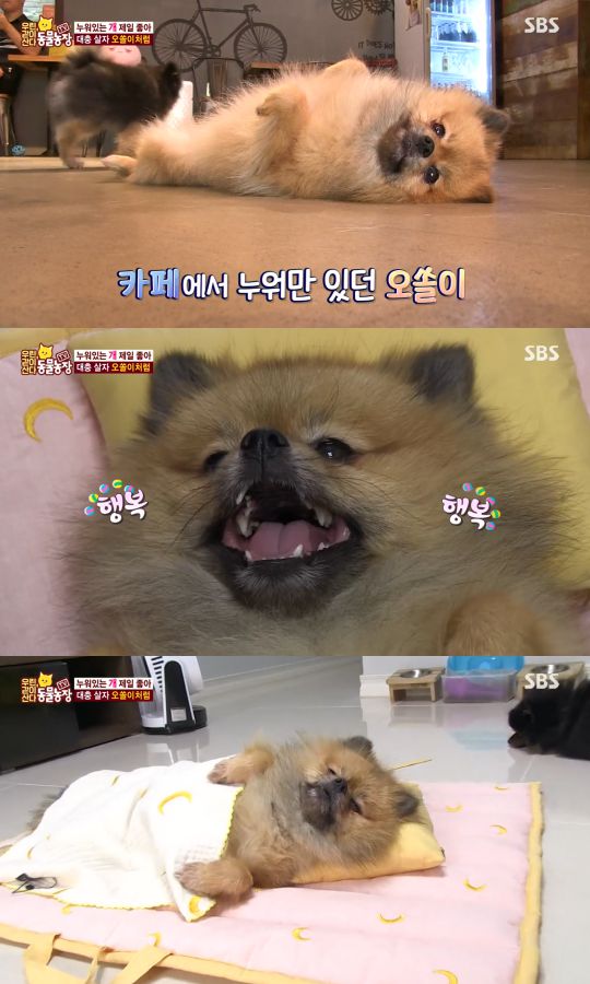 SBS 'TV 동물농장-우린 같이 산다' 방송 캡처