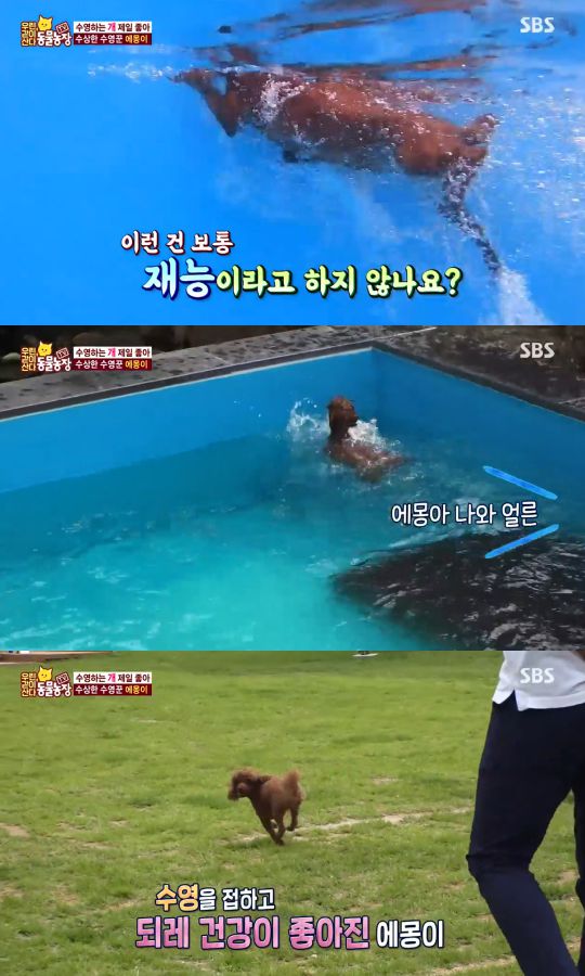 SBS 'TV 동물농장-우린 같이 산다' 방송 캡처
