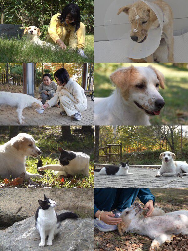 SBS 'TV동물농장'