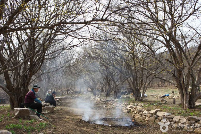 (ⓒ한국관광공사) 이천산수유마을