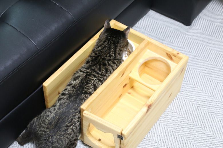 초코를 위한 맞춤 식탁. 좌우로 몸이 흔들리는 것을 붙잡아 준다.