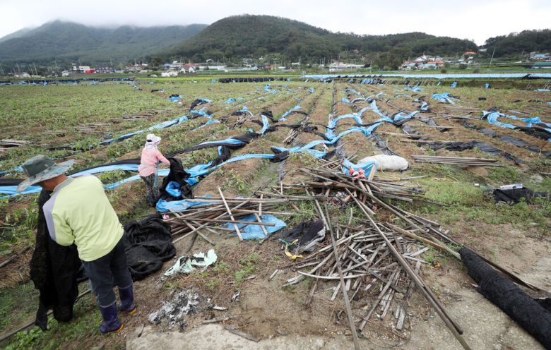 2019년 9월10일 오전 인천시 강화군 하점면 한 인삼밭에서 농민들이 태풍 ‘링링’의 강풍 때문에 부서진 재배시설을 치우고 있다. 연합뉴스