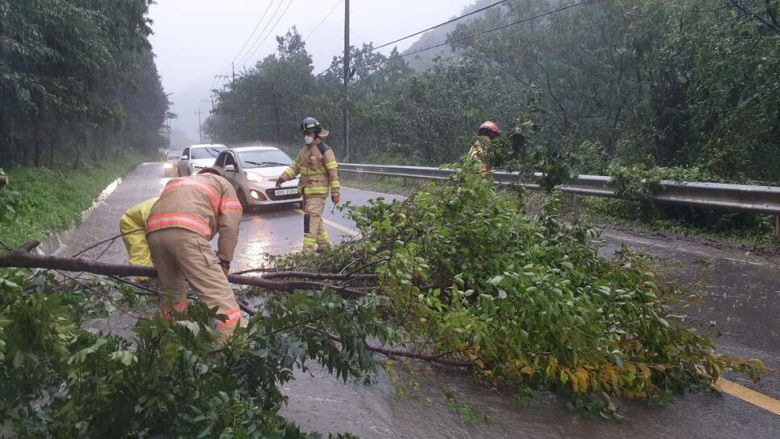 7일 오전 태풍 ‘하이선’의 영향으로 울산 울주군 두동면 지방도로의 가로수가 쓰러져 도로가 막히자 소방관들이 안전조처를 펴고 있다. 울산소방본부 제공
