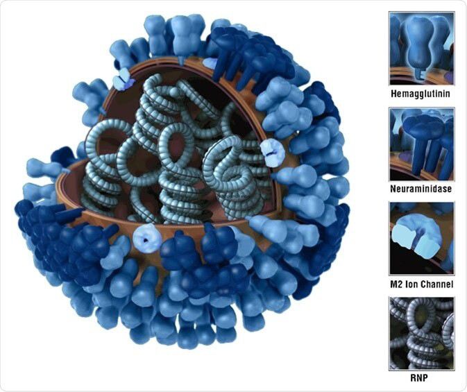 독감 바이러스 구조도. 코로나바이러스와 마찬가지로 RNA 가닥을 단백질이 둘러싸고 있는 구조다. 미국 CDC 제공