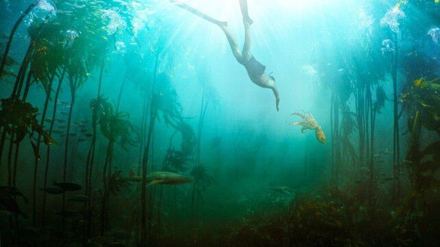 인간과 문어의 교감 다룬 다큐 <나의 문어 선생님>의 한 장면. 넷플릭스 제공