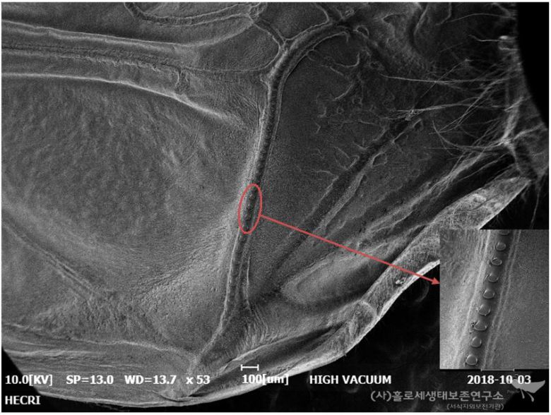 땅강아지의 마찰판 모습. 이강운 제공.