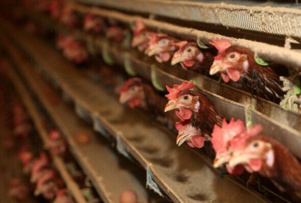 밀집사육 농장의 산란계들은 좁은 케이지 안에서 평생을 살며 달걀을 생산한다. 강재훈 선임기자 khan@hani.co.kr