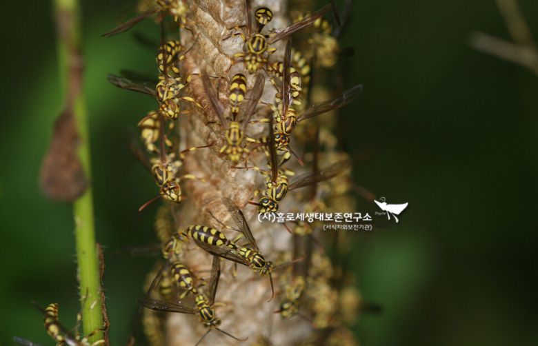 뱀허물쌍살벌. 등산로 나뭇가지에 집을 많이 지어 등산객이 쏘이는 사고가 잦은 종이다.