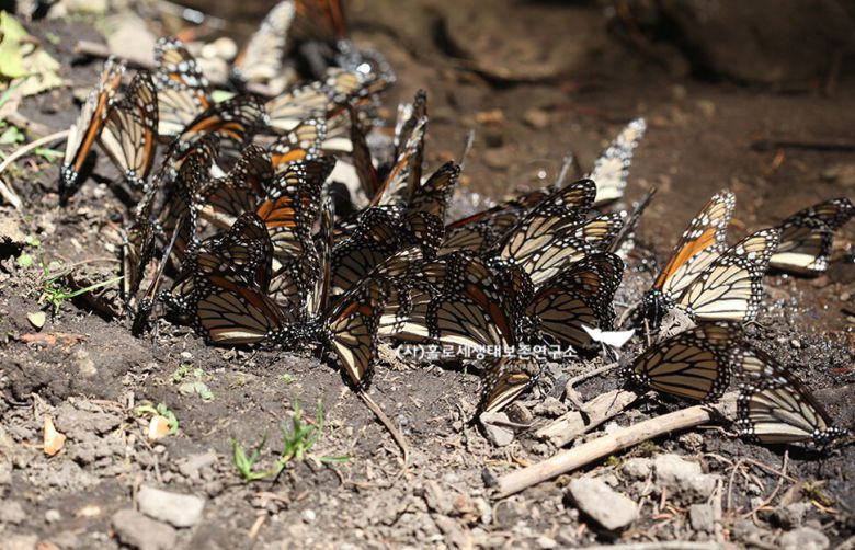 캐나다에서 멕시코까지 해마다 장거리 이동하는 제왕나비는 큰 무리를 이루지만 천적이 거의 없는 이유는 몸속의 독성 때문이다.